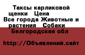 Таксы карликовой щенки › Цена ­ 20 000 - Все города Животные и растения » Собаки   . Белгородская обл.